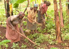 MU CYARO HARI BENSHI BATAGIRA IMYENDA Y’IMBERE: DR ANICET ASOBANURA AKAMARO K’ISUKU MU GIHE CY’IMIHANGO